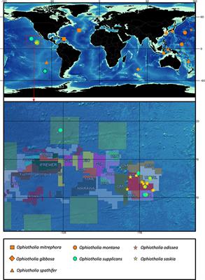 Ophiotholia (Echinodermata: Ophiuroidea): A little-known deep-sea genus present in polymetallic nodule fields with the description of a new species